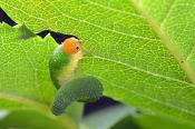 rozenbladwesp (caliroa aethiops) 8-2013 1747
